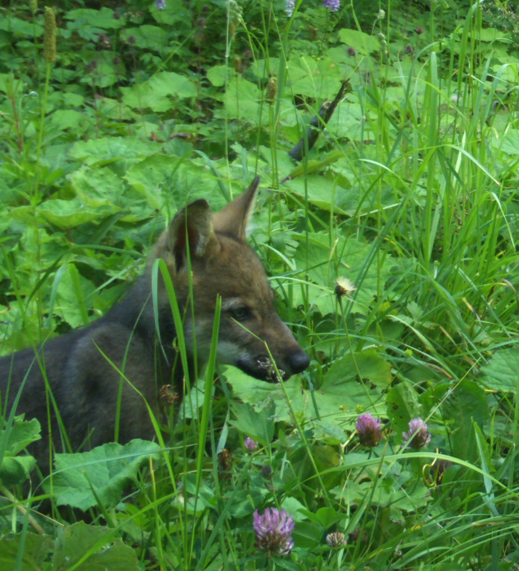 Quatre louveteaux ont été repérés dans le Chablais